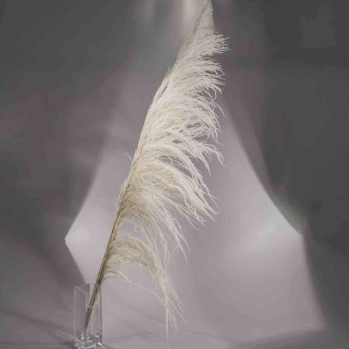 Uva Argentina 3 Pezzi - 180 Cm / Bianco