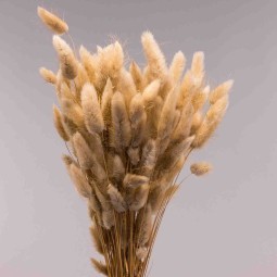 Lagurus Babiros 100 G - Naturale