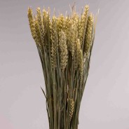 Tarwe essiccato 150 G - Verde