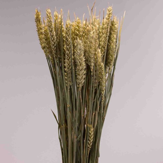 Tarwe essiccato 150 G - Verde