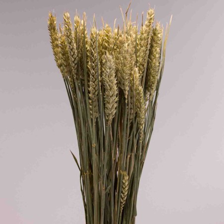 Tarwe essiccato 150 G - Verde