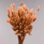 Lagurus essiccato 100 G - Nocciola