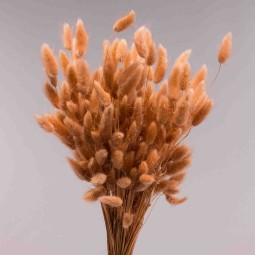 Lagurus essiccato 100 G - Nocciola