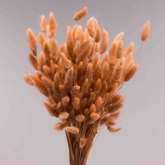 Lagurus essiccato 100 G - Nocciola