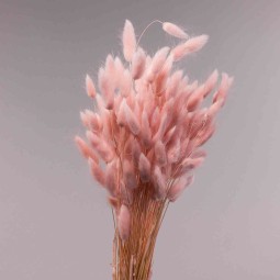 Lagurus essiccato 100 G - Rosa