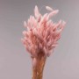 Lagurus essiccato 100 G - Rosa