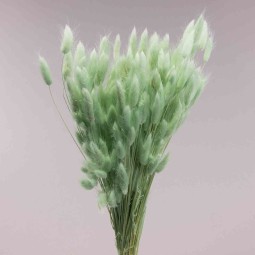 Lagurus essiccato 100 G - Verde salvia