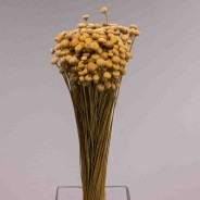 Botao amarellino essiccato - 100 G / Naturale