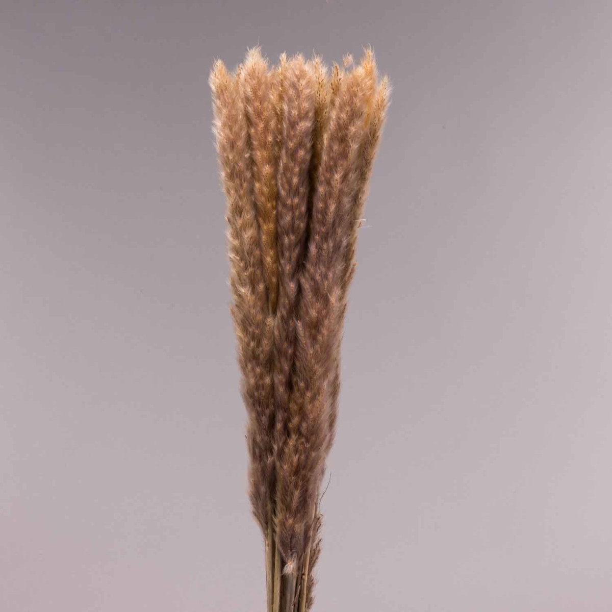 Mini Pamapas - 100 G / Naturale