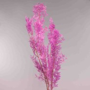 Ruscus stabilizzato 150 G - Ametista