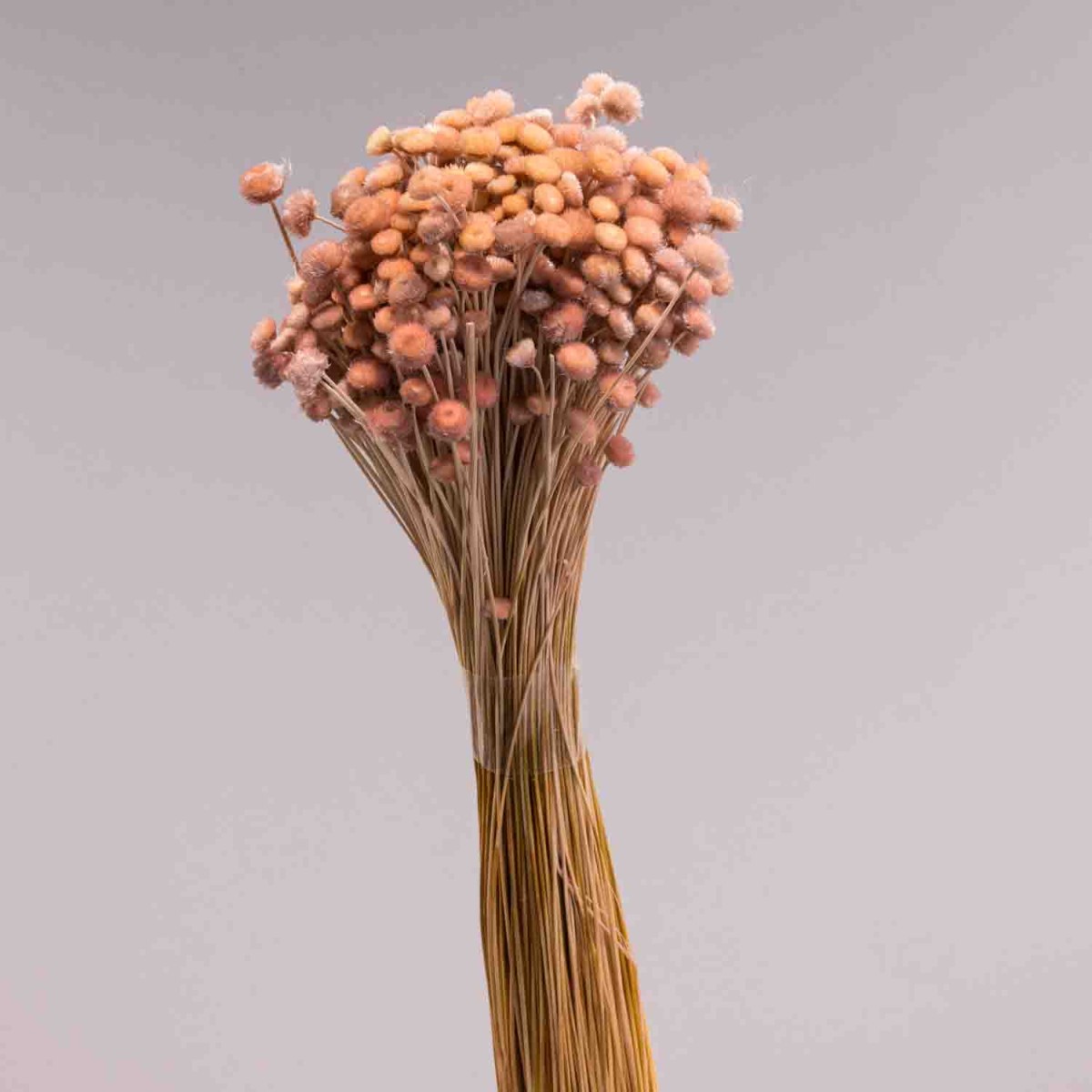 Botao amarellino essiccato - 100 G / Cipria