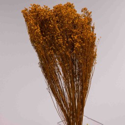 Broom Bloom essiccato 100 G - Cognac