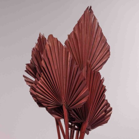 Punte di Palma essiccate 10 Pezzi - Bordeaux