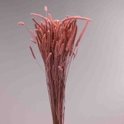 Coda di topo essiccata in sacchetto - 100 G / Rosa scuro