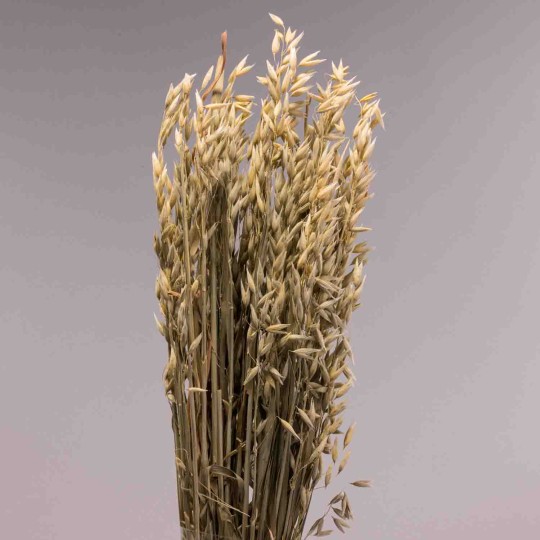 Avena coltivata 100 G - Naturale