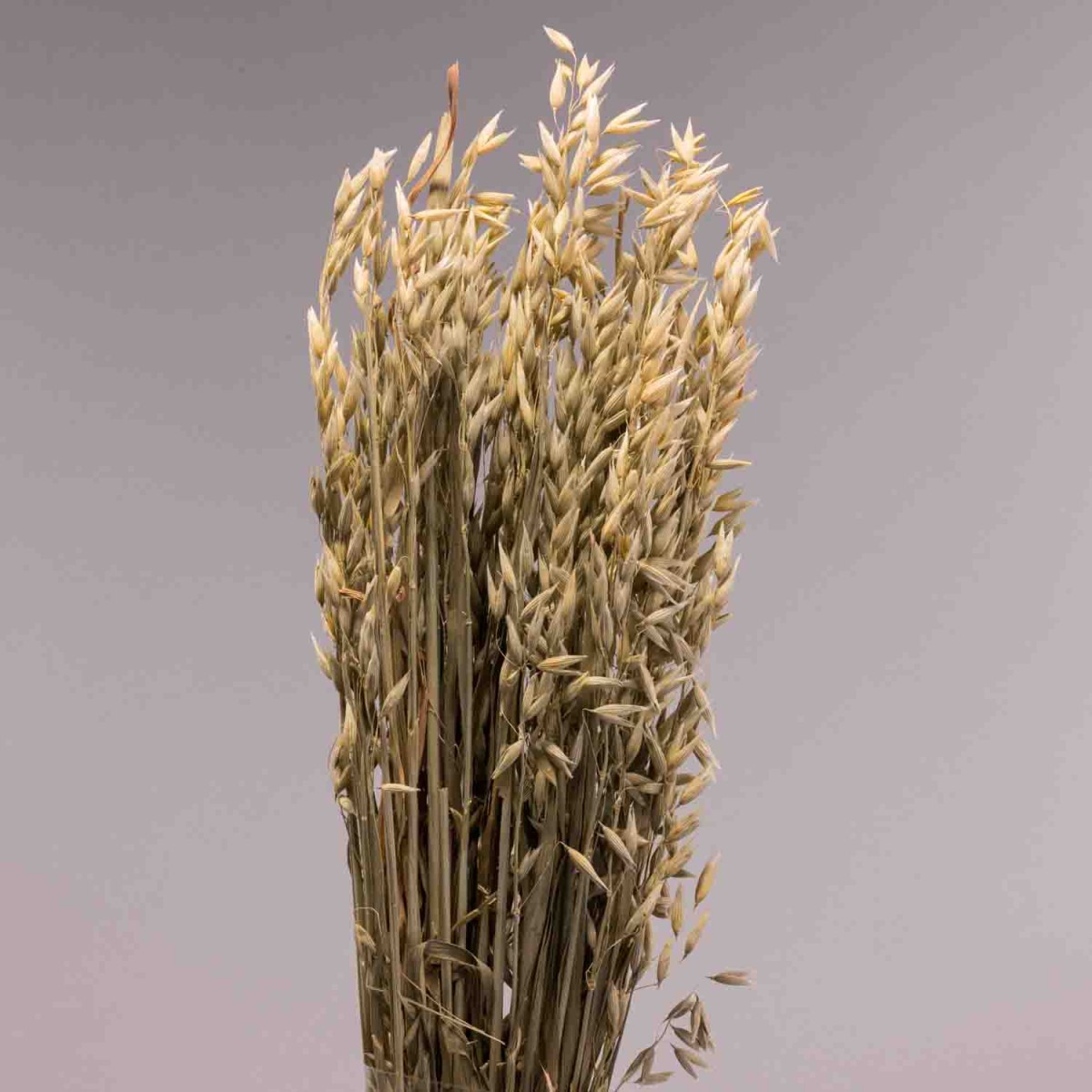 Avena coltivata 100 G - Naturale