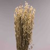 Avena coltivata 100 G - Naturale