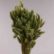 Lagurus essiccato 100 G - Verde muschio