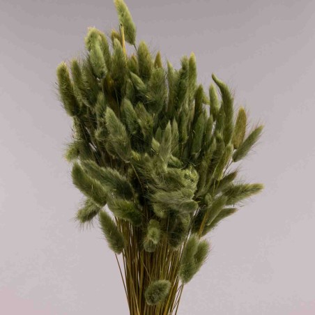 Lagurus essiccato 100 G - Verde muschio
