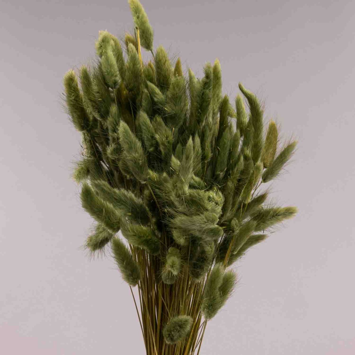 Lagurus essiccato 100 G - Verde muschio