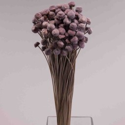 Botao Branco essiccato 100 G - Rosa scuro