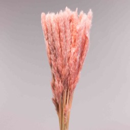 Mini Pamapas - 100 G / Cipria