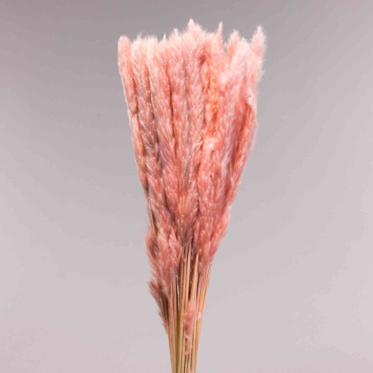 Mini Pamapas - 100 G / Cipria