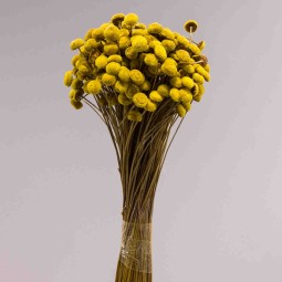 Botao Branco essiccato 100 G - Giallo