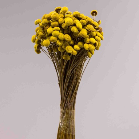 Botao Branco essiccato 100 G - Giallo