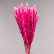 Mini Pamapas - 100 G / Ciclamino