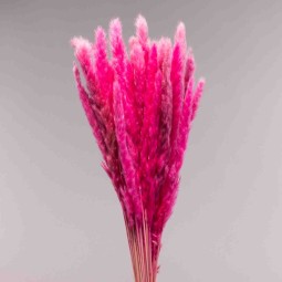 Mini Pamapas - 100 G / Ciclamino