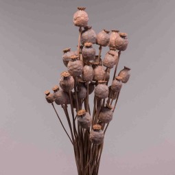 Papavero gigante in mazzo - 50 Cm / Cipria