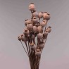 Papavero gigante in mazzo - 50 Cm / Cipria