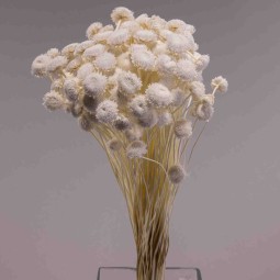 Botao Dorado essiccato 100 G - Bianco