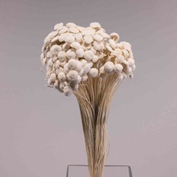 Botao Branco essiccato 100 G - Bianco