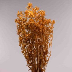 Carthamus in sacchetto 100 G / Nocciola