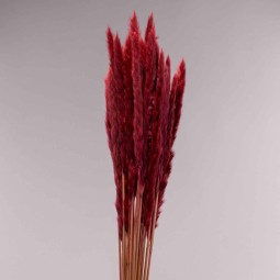 Mini Pamapas - 100 G / Bordeaux