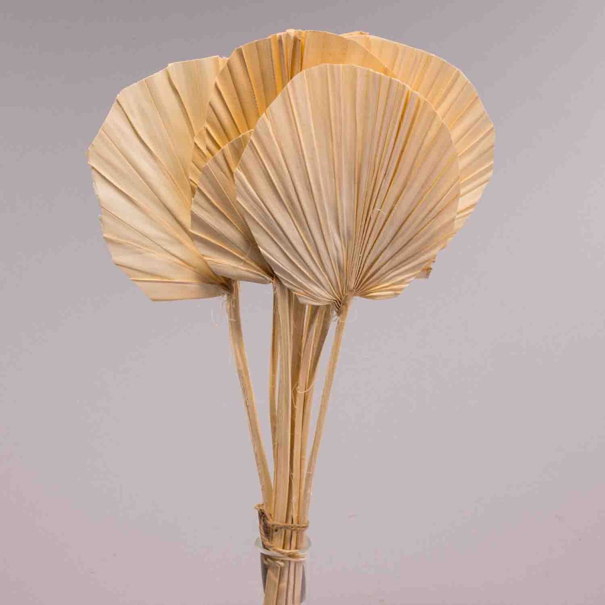 Foglie di Palma 10 Pezzi - Sbiancate