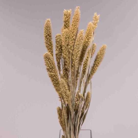 Setaria essiccata in mazzo - 66 Cm / Naturale