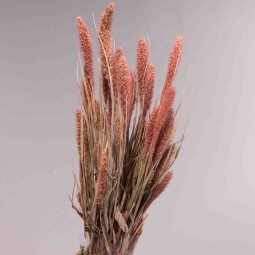 Setaria essiccata in mazzo - 66 Cm / Salmone