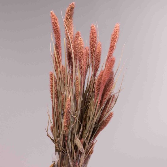 Setaria essiccata in mazzo - 66 Cm / Salmone
