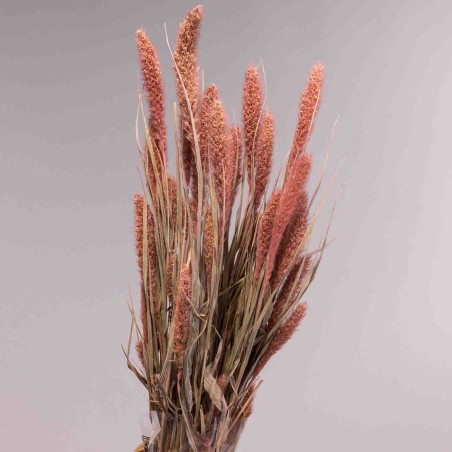Setaria essiccata in mazzo - 66 Cm / Salmone
