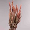 Setaria essiccata in mazzo - 66 Cm / Salmone