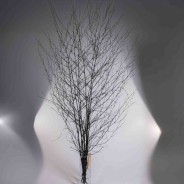 Betulla in ramo - 155x80x5 Cm / Nero