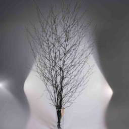 Betulla in ramo - 155x80x5 Cm / Nero