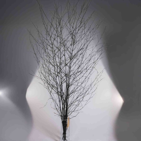 Betulla in ramo - 155x80x5 Cm / Nero