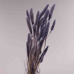 Setaria essiccata in mazzo - 66 Cm / Lilla