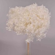 Ortensia stabilizzata "Annabelle" - Bianco