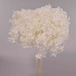 Ortensia stabilizzata "Annabelle" - Bianco