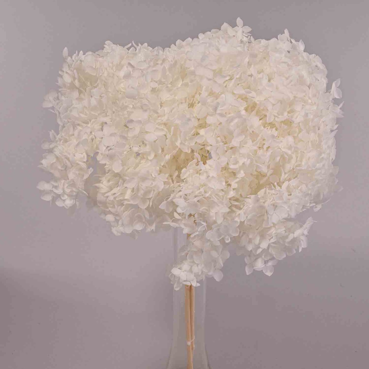 Ortensia stabilizzata "Annabelle" - Bianco